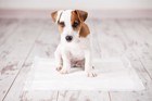 犬の尿の量が少ない原因と考えられる病気、対処法について