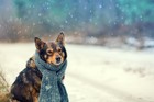 冬の寒い時期に高齢犬を散歩させるときに気をつけるべきこと