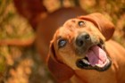 犬が喜びを感じている時に見せる４つの仕草