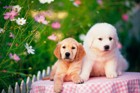犬の疥癬とは？症状や原因、予防策・治療法について解説！