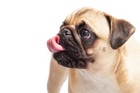 犬の癌に効く食べ物とは？効果的な食事内容やサプリメントを解説