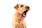 犬の声がかすれている原因と考えられる病気について