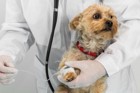 犬の免疫介在性溶血性貧血について