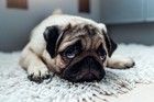 家庭内の喧嘩は犬のストレスに影響する？