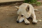 犬のアカラス症の原因から症状、治療法について