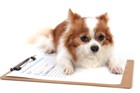 畜犬登録の義務とは？必要な理由・方法・費用を解説
