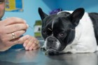 犬に鍼灸治療をする効果や平均的な料金、注意点まで