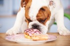 犬が人間の食べ物欲しがる！食べさせても大丈夫なの？