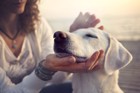 犬の体臭の対策３選！臭いの原因と食事について