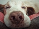 犬が寝ぼけているときに見せる3つの仕草