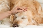 犬も自律神経失調症になる？原因や症状、治療や予防法まで