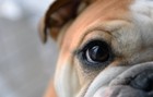 犬の目の大きさが左右で違うときに考えられる原因４つ