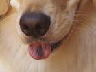 犬の舌に味覚はある？どんな味を感じているの？