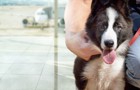 犬を海外から日本に連れてくるにはどうすればいいの？