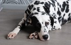犬が朝に吐くのはなせ？原因や対処法、危険性の高い嘔吐を解説