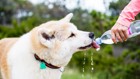 真相が明らかに、犬の驚くべき水の飲み方！