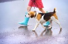 雨の日に愛犬の散歩をするのは危険？