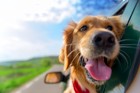 愛犬との旅行でストレスを与えてしまう４つのこと