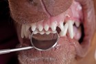 犬が歯ぎしりをする原因と対処法