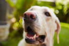 犬が人間の股間の匂いを嗅ぐ理由とは？
