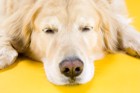 犬が脳震盪を起こす原因や主な症状、治療法から予防法まで