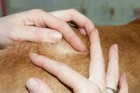 犬の皮膚病┃脂漏症の原因や症状、治療法や予防について