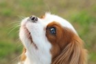 愛玩犬に属す犬種とは？主な特徴や気質、歴史から飼い方まで