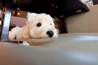 愛犬とドッグカフェに行くときのマナーや注意点