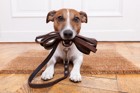 犬の首輪や胴輪リードを買い換える時期はどう判断すればいいの？