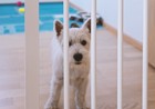 ペットゲート活用法 危険な場所から愛犬を守る！