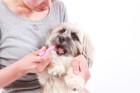 犬に人間用の歯磨き粉は大丈夫？