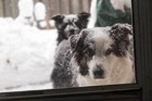 「犬は寒さに強い」冬の屋外の犬小屋が死ぬほど寒かった！