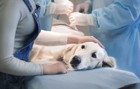 犬のがん治療について(1) 3つの標準治療