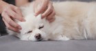 【プレイズタッチ】愛犬の健康と絆のために、必要なのは「愛情」と「手」