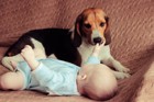 犬と赤ちゃんが一緒に暮らすために知っておきたい病気と健康