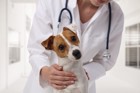 犬の感染症は注意が必要！種類別に見た病気の症状と予防法