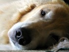 犬が乳腺腫瘍になる原因とは？症状や治療法含め詳しく解説