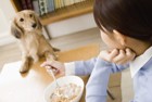 犬の食事の時間は決めたほうがいいの？