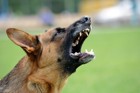 問題行動を起こしやすい犬の飼い主が持つ特徴５つ