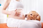犬は女性の妊娠を察知できる？