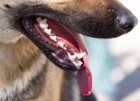犬の歯周病について　原因や予防法、対処法から治療法まで