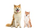 秋田犬と柴犬の違い 見た目（顔つき）や性格、歴史について解説