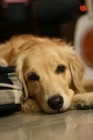犬の子宮蓄膿症について　症状と原因、治療や予防対策まで