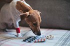 犬の薬にも副作用がある？発生原因とリスク低減方法を解説