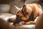 犬が腹痛の時に見せる仕草や症状と原因