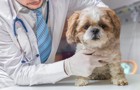 犬の体が歪むと病気になりやすい？考えられる症状と対処法について