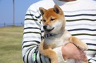 どうして日本では小型犬が人気なの？