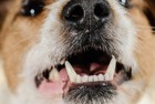 犬が歯をカチカチと鳴らしている理由とは？４つの心理と病気の可能性