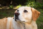 犬が持つ特殊な能力って何だろう？...癌・災害・死を予知する犬の話