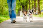 どうしたらうまく犬の散歩ができるの？犬とのお散歩の前に知っておくべきこと